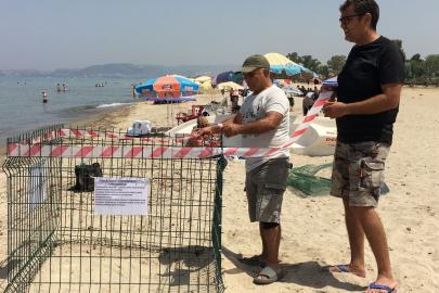 Aydın kıyıları deniz kaplumbağaları için yeni yuvalama merkezi oldu