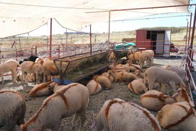 Ayvalık’ta kurban pazarı hizmete açıldı