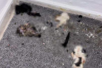 Başakşehir’de sitede kediler parçalanmış halde bulundu