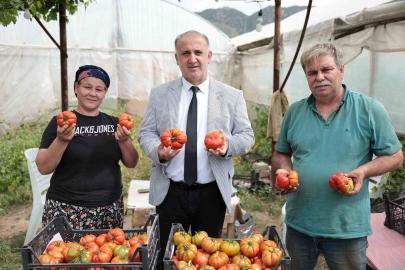 Başkan Kaya, çiftçiler gününde domates hasadına katıldı