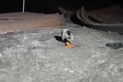 Bayburt’ta köpeklerin kovaladığı ayı yemeğini bırakmadı