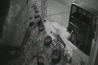 Bayburt’ta köye inen aç ayı kurdun tavşanı kovaladığı noktada yiyecek aradı