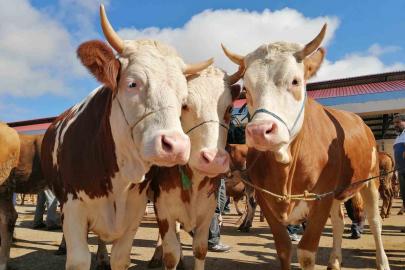 Bayburt’ta kurbanlık satışları bugün başladı