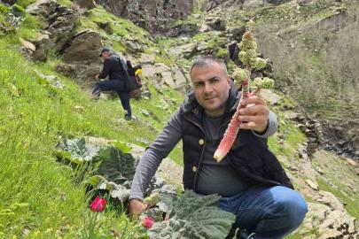 Bitlisliler ’yayla muzu’ için dağlara akın etti