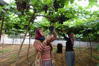 Bölgenin siyah incisi üzümde hasat başladı