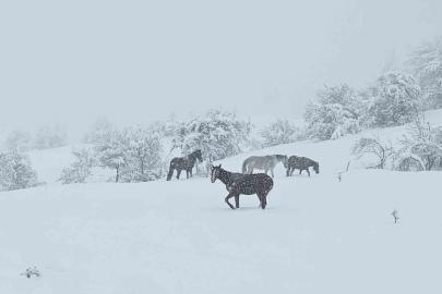 Bolu’da yılkı atları karlar altında görüntülendi