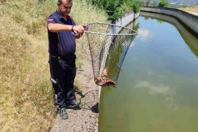Bozdoğan’da sulama kanalına düşen kartal kurtarıldı