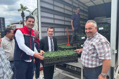 Bozdoğan’da üreticilere 14 bin domates fidesi dağıtıldı