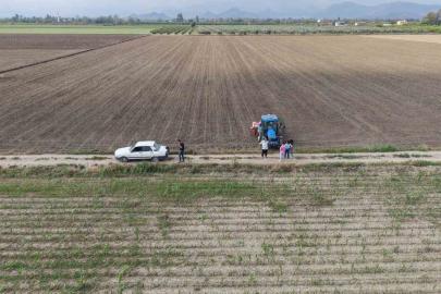 Çukurova’da arazilerini dolu vuran üretici mısırı söküp ayçiçeğine yöneldi