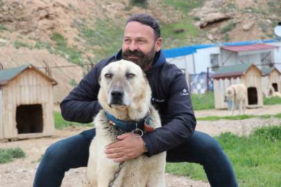 Değişken havalar Anadolu aslanlarını depresyona soktu