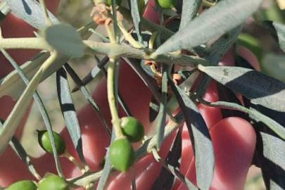 Didim’de zeytin üreticilerine "zeytin güvesi" uyarısı
