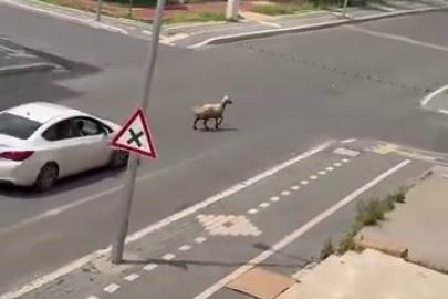 Diyarbakır’da kaçan kurbanlık trafiğin altını üstüne getirdi
