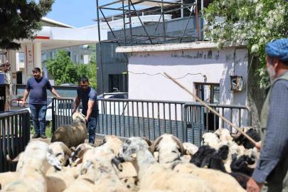 Diyarbakır’dan şehir dışına kurbanlık sevki devam ediyor