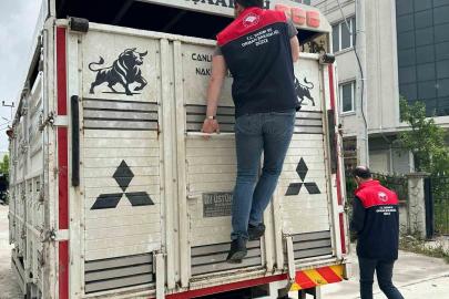 Düzce’de artan hayvan haraketliliği denetim altında