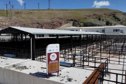 Elazığ’da kurban satış ve kesim alanlarında çalışmalar başladı