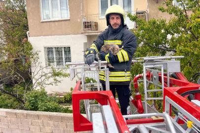 Erzincan’da çatıda mahsur kalan kedi itfaiye ekiplerince kurtarıldı