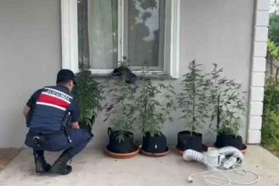 Evini kenevir bahçesine çeviren şahıs yakalandı