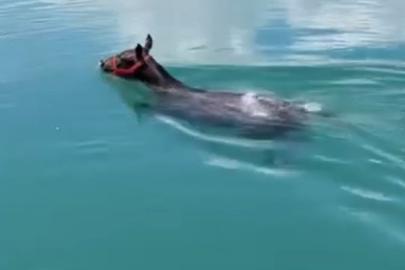 Fırat Nehrinde yüzen atı görenler gözlerine inanamadı