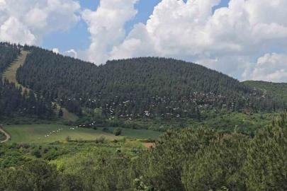 Gökyüzünde pelikan şöleni