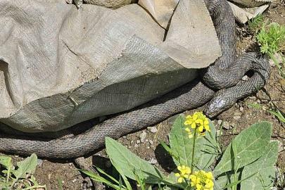 Hasköy’de yılan paniği: Belediye ekipleri harekete geçti