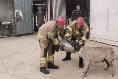 Hava filtresine sıkışan köpek kurtarıldı