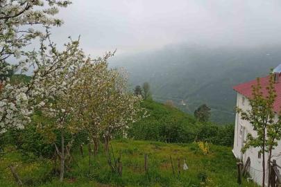 Hendek’in yüksek kesimlerinde bahar ve sis bir arada