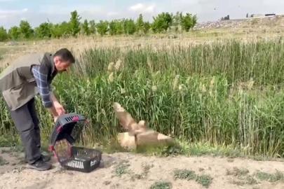 Iğdır’da yaralı bulunan şahin yeniden doğaya bırakıldı