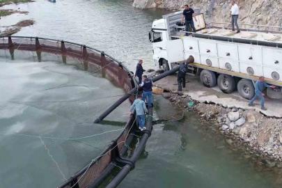 İhraç edilecek ‘Türk somonları’ için yavru balıklar suya bırakıldı