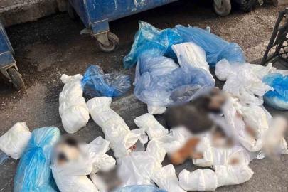 İzmir’de 33 ölü kedi olayında gözaltına alınan veteriner, tutuklama talebiyle mahkemeye sevk edildi