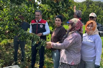 Kayısı bahçelerinde hasat başladı