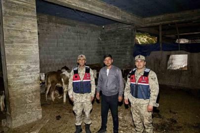 Kilis’te kaybolan 13 büyükbaş hayvan jandarma tarafından bulundu