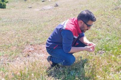 Koçarlı’da zararlılara karşı tespit ve mücadele çalışmaları sürüyor