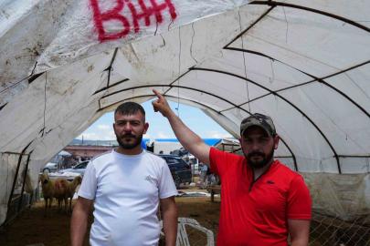Kurbanlıklar alıcı buldu, yetiştirici bayrama mutlu girdi: "Dedikleri fiyata verdik, milleti kurbansız göndermedik"