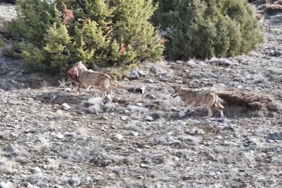 Kurt sürüsünün av taşıdığı anlar kamerada