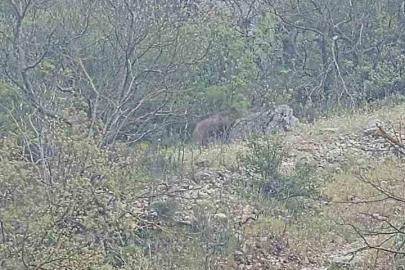 Orhaneli yolunda ayı paniği kamerada