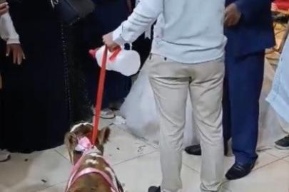 Osmaniye’de damada düğünde altın yerine buzağı verildi