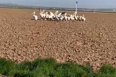 Pelikan sürüsünü tarlada gören çiftçilerin tarifi ilgi çekti