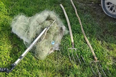 Şanlıurfa’da kaçak avcıların yakaladığı balıklar göle bırakıldı