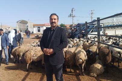 Şanlıurfa’da komisyoncularla besicilerin rekabeti başladı