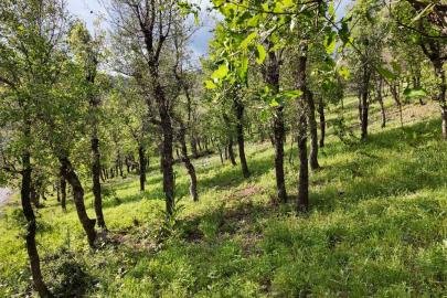 Şırnak’ta ormanlık alanda tırtıl istilası