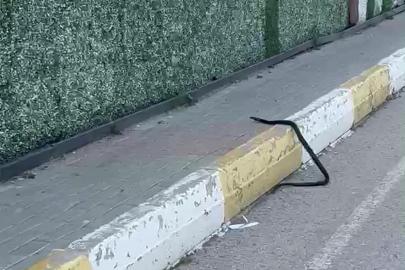 Şırnak’ta yılan paniği