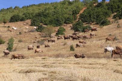Sivas’ta büyükbaş hayvan sayısı azaldı