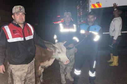 Siverek’te çalınan büyükbaş hayvan jandarma tarafından bulundu