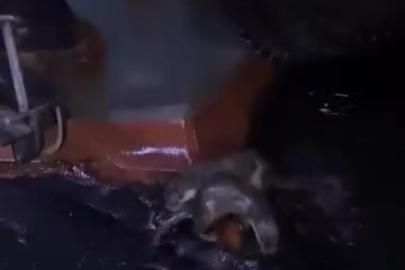 Su samurlarının balık keyfi kamerada