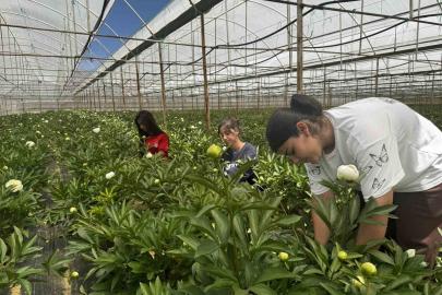 Tanesi toptancıya 150 TL’den satılıyor, Türkiye’nin 81 iline gönderiliyor