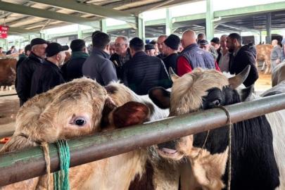 Tavşanlı hayvan pazarında kurbanlık hareketliliği