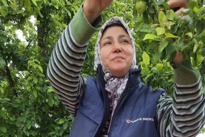 Yaz meyvelerinde bereket üreticinin yüzünü güldürdü