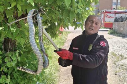 Yılanın hedefindeki kuş yavrularını itfaiye kurtardı