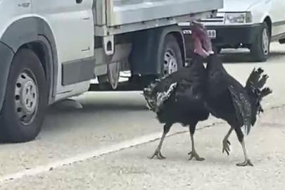 Yol ortasındaki hindi kavgası trafiği durdurdu