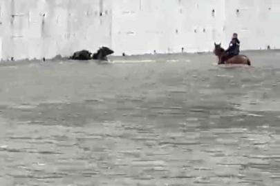 Yükselen suda mahsur kalan mandaları atıyla kurtardı